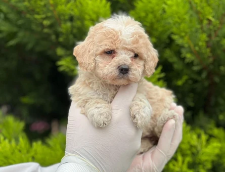 Minik boy büyümeyen Maltipo bebekler