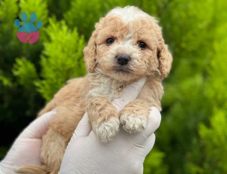 Minik boy büyümeyen Maltipo bebekler