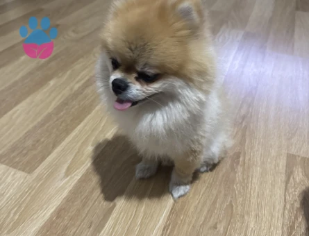 Pomerianımıza dişi arıyoruz.