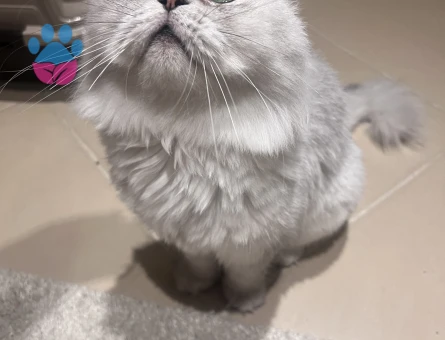 Chinchilla dişi14 aylık