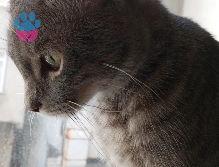 Gri tekir kedime eş arıyorum