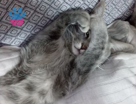 Gri tekir kedime eş arıyorum