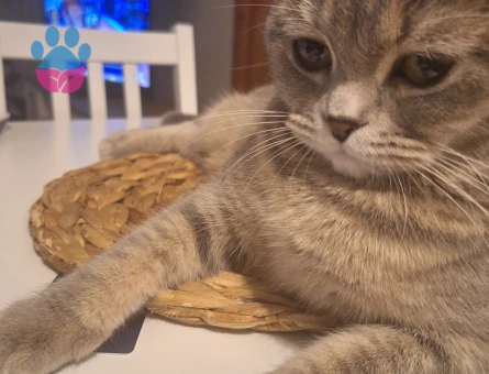 Scottish Prensesimize Eş Arıyoruz!