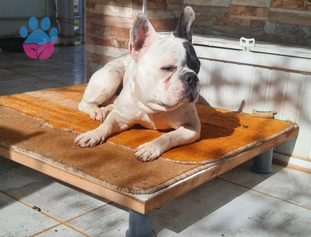 Korsan oğluma eş arıyorum DIŞI