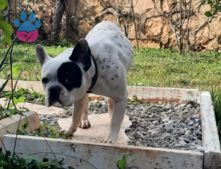 Korsan oğluma eş arıyorum DIŞI