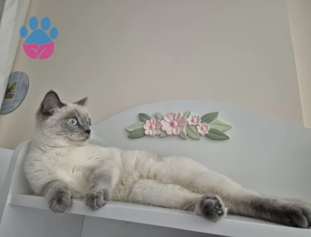 Kedimiz bademe eş arıyoruz