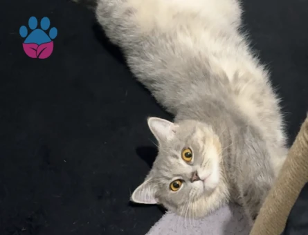 Scottish Straight 1 Yaşında Eş Arıyor