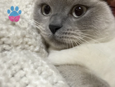Scottish Fold dişi kedime British Shorthair erkek arıyorum.