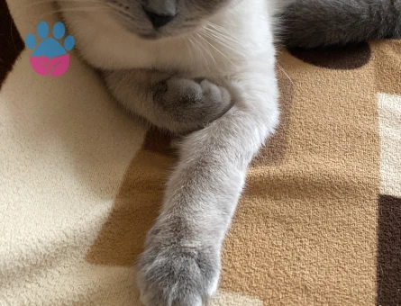 Scottish Fold dişi kedime British Shorthair erkek arıyorum.