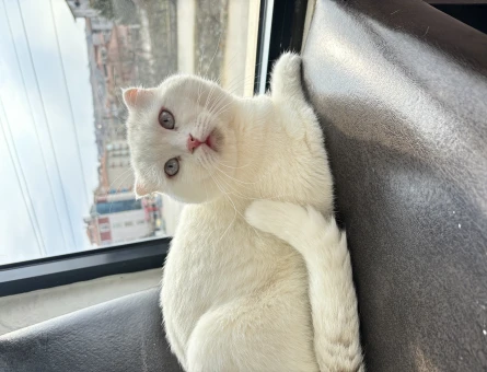 Scottish Fold  1 Yaşında Kedim Eş Arıyor - 118963571