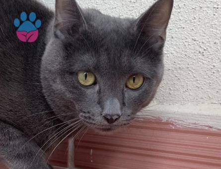 Russian Blue 1 Yaşında Eş Arıyor