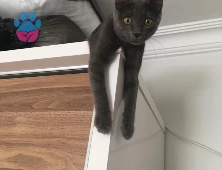 Russian Blue 1 Yaşında Eş Arıyor