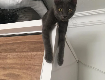 Russian Blue 1 Yaşında Eş Arıyor - 118963572