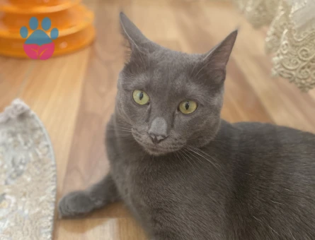 Russian Blue 1 Yaşında Eş Arıyor