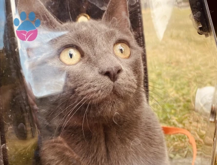Russian Blue 1 Yaşında Eş Arıyor