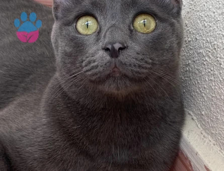Russian Blue 1 Yaşında Eş Arıyor