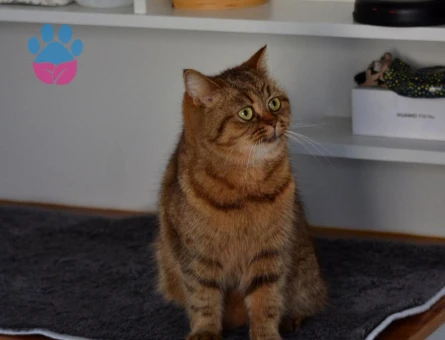 British Longhair Kızgınlıkta Dişi Kedime Eş Arıyorum