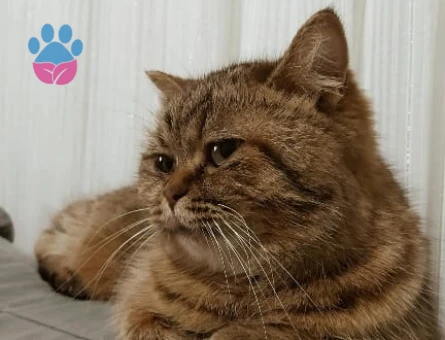 British Longhair Kızgınlıkta Dişi Kedime Eş Arıyorum
