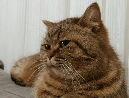 British Longhair Kızgınlıkta Dişi Kedime Eş Arıyorum - 118963574