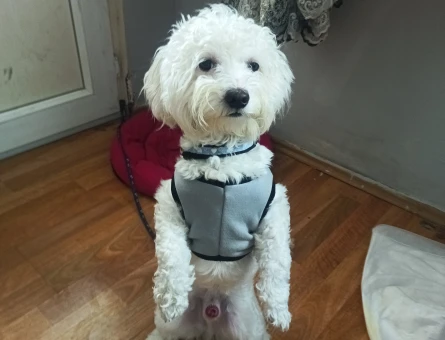 Maltese Terrier Yakışıklı Oğluma Eş Arıyorum - 118963576