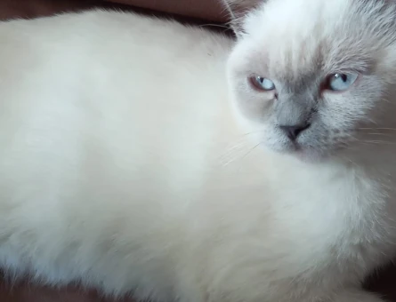 Scottish Fold Kedime Dişi Arıyorum - 118963577