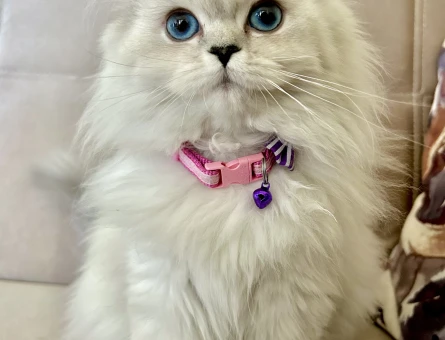 Chinchilla Yavrumuza Eş Arıyoruz - 118963579