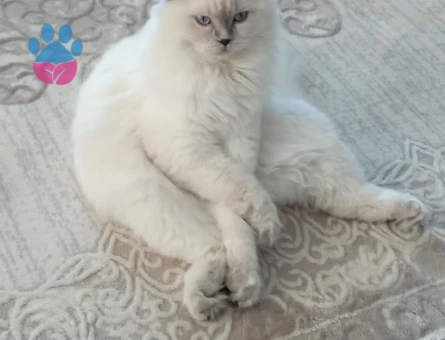 Scottish Fold Kızıma Eş Arıyorum