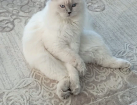 Scottish Fold Kızıma Eş Arıyorum - 118963580