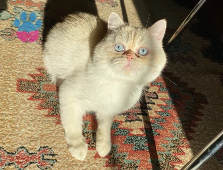 Exotic shorthair 2 Yaşında Erkek