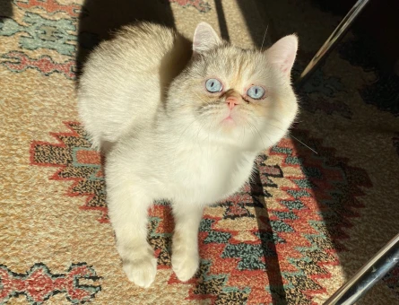 Exotic shorthair 2 Yaşında Erkek - 118963581
