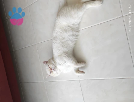 Exotic shorthair 2 Yaşında Erkek