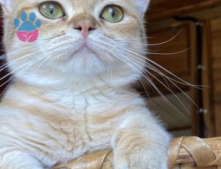 British Shorthair 1 Yaşında Kedim Eş Arıyor