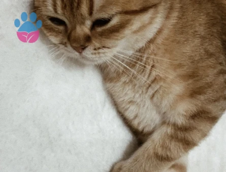 British Shorthair 1 Yaşında Kedim Eş Arıyor