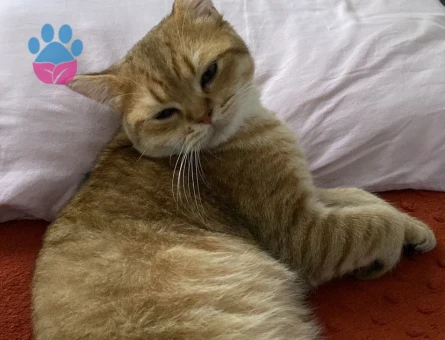 British Shorthair 1 Yaşında Kedim Eş Arıyor