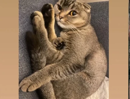 Scottish Fold 1 Yaşındaki Kedim Eş Arıyor - 118963582