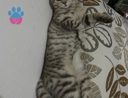 Scottish 7 aylık erkek