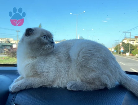 Kedime eş arıyoruz