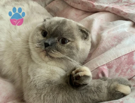 Kedime eş arıyoruz