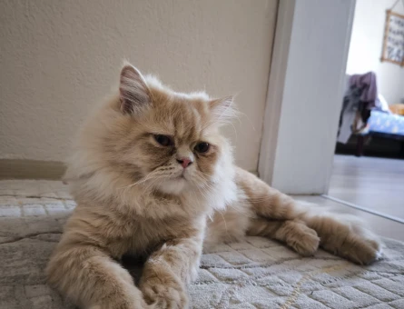 Chincilla kedime dişi eş arıyorum - 118975383