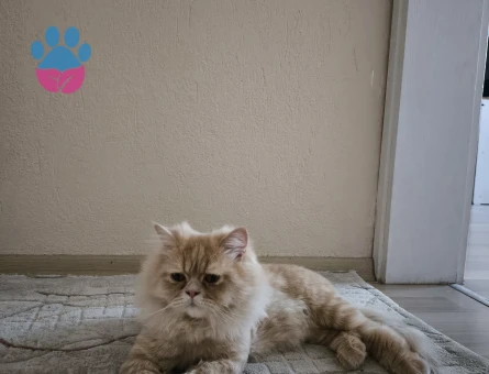 Chincilla kedime dişi eş arıyorum