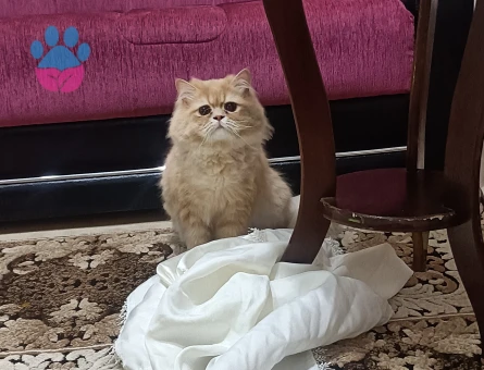 Chincilla kedime dişi eş arıyorum