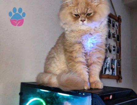 Chincilla kedime dişi eş arıyorum