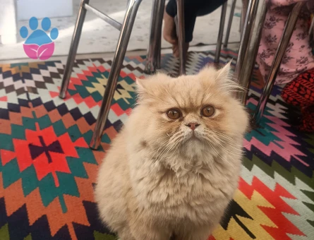 Chincilla kedime dişi eş arıyorum