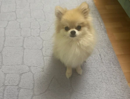 Sultangazili pom - 118975384