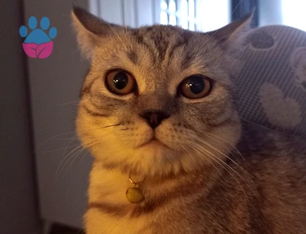 Oğluma gelin arıyorum