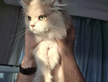Scottish Fold 1 yaşını geçkin - 118975386