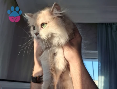 Scottish Fold 1 yaşını geçkin