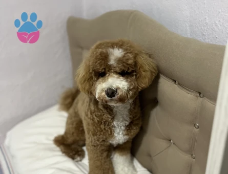 Oğluma eş arıyoruz