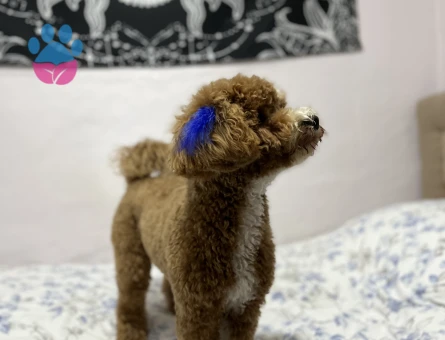 Oğluma eş arıyoruz