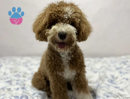 Oğluma eş arıyoruz